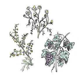 vermouth botanical drawing