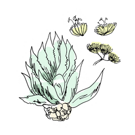 tequila botanical drawing