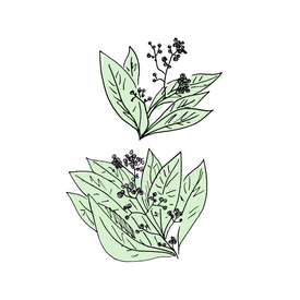 allspice dram botanical drawing