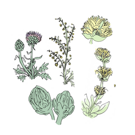 amaro botanical drawing