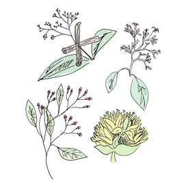 angostura bitters botanical drawing