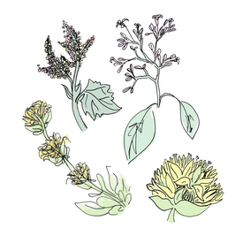 aperol botanical drawing