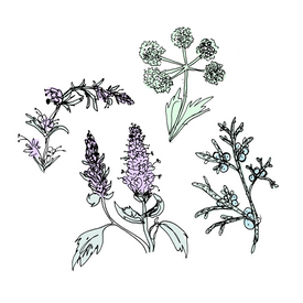 benedictine botanical drawing