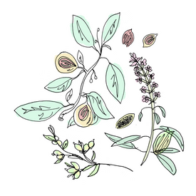 chartreuse botanical drawing