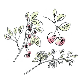 cherry botanical drawing