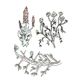 fernet botanical drawing