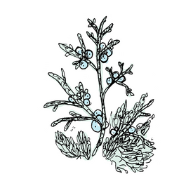 gin botanical drawing