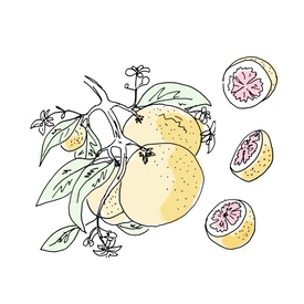 grapefruit botanical drawing