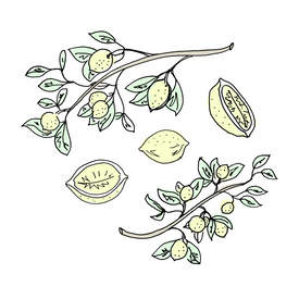 lemon botanical drawing