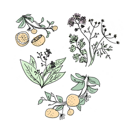 orange bitters botanical drawing