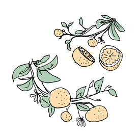 orange botanical drawing