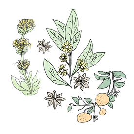 peychaud's bitters botanical drawing